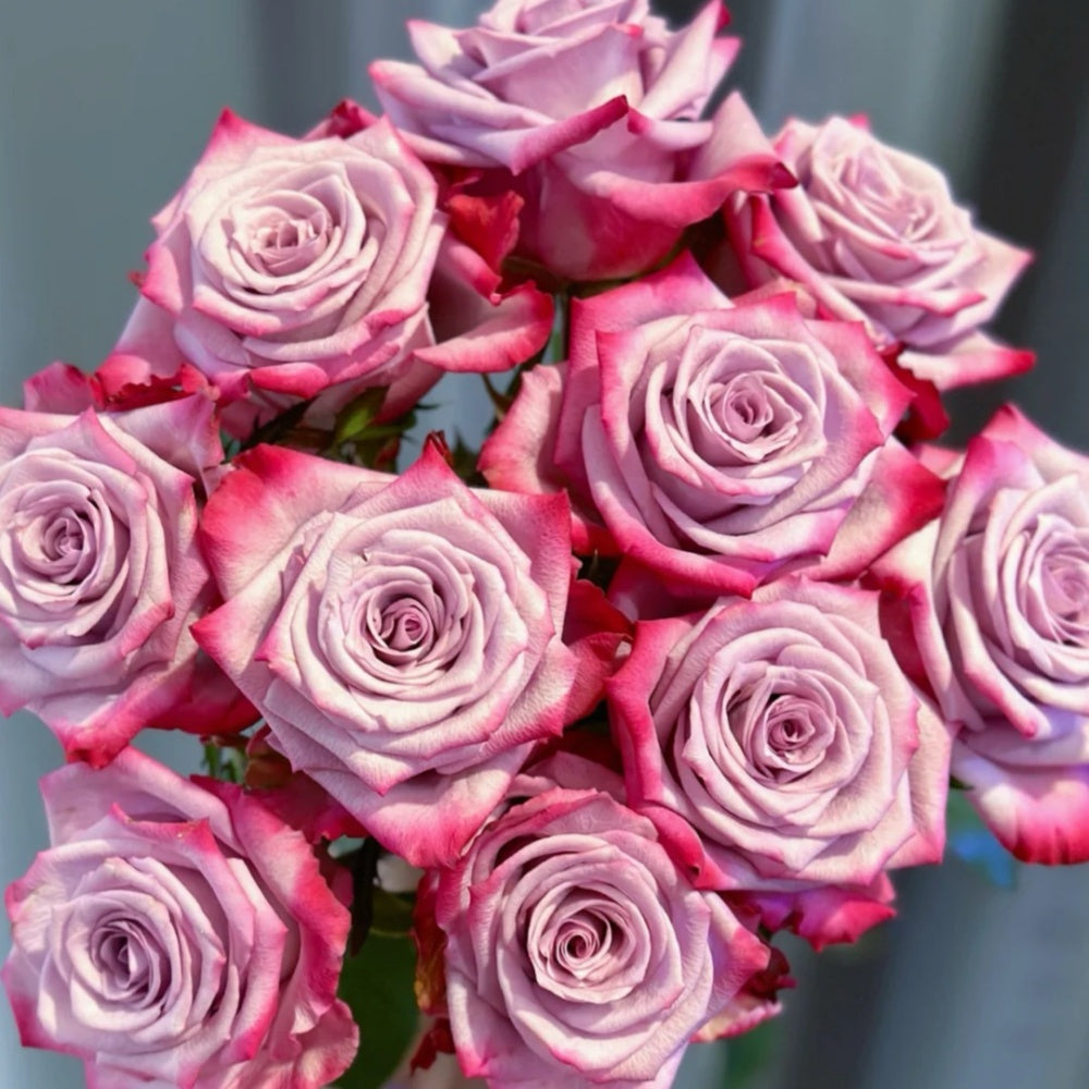 Deep Prple Roses Deep Purple Rose Plant|一片深紫 – Rose_Explosion