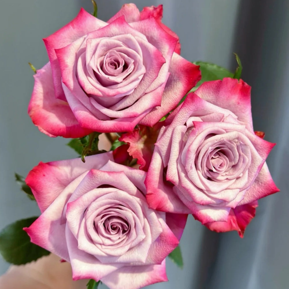 Deep Prple Roses Deep Purple Rose Plant|一片深紫 – Rose_Explosion