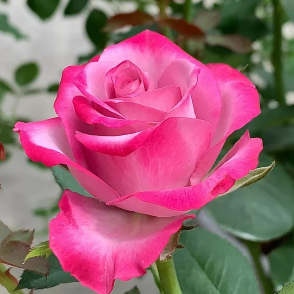 Deep Purple Fragrant Roses Deep Purple Rose Plant|一片深紫 – Rose_Explosion