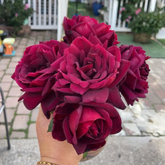 Deep Secret Rose Plant|绝密