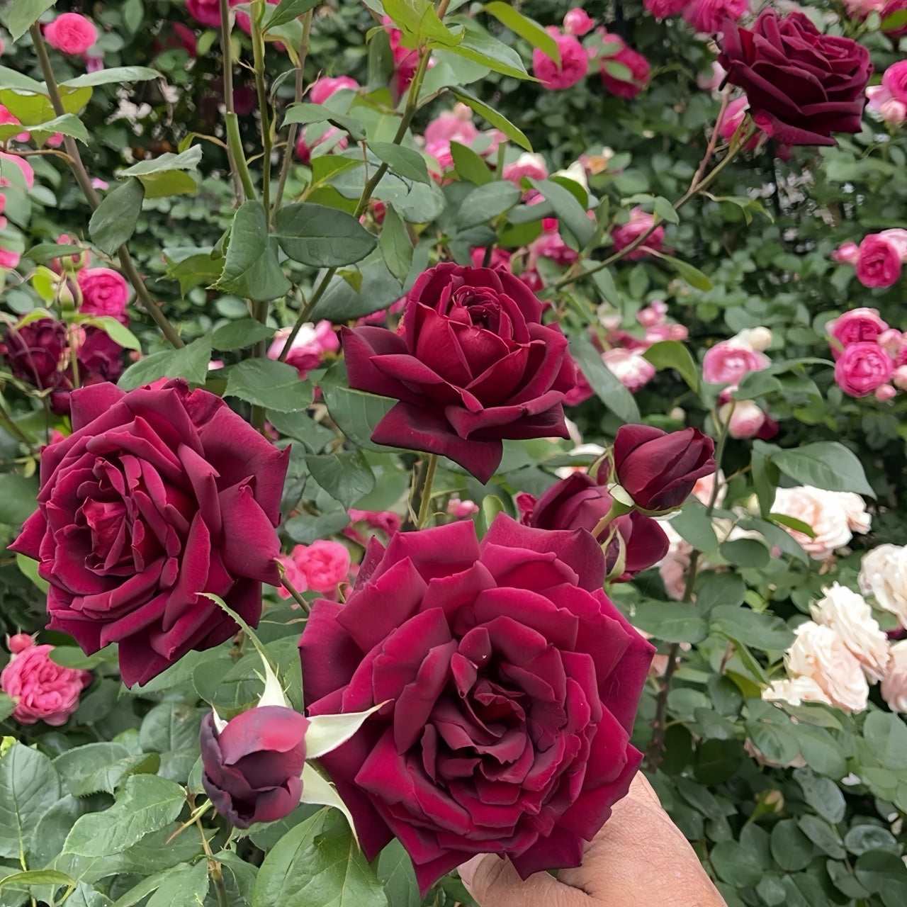 Small Deep Roses Deep Secret Rose Plant|绝密 – Rose_Explosion
