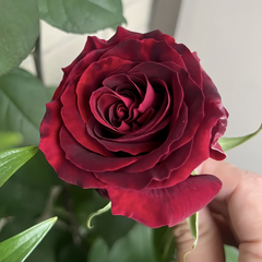 Deep Secret Rose Plant|绝密