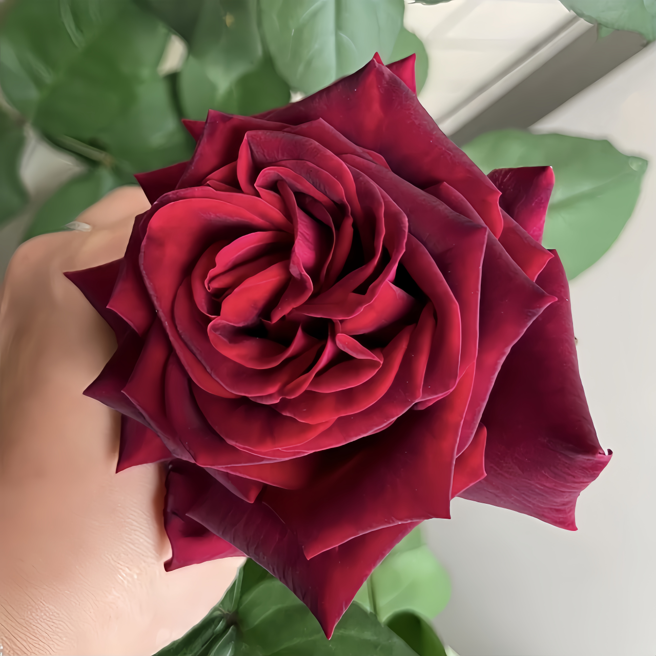Small Deep Roses Deep Secret Rose Plant|绝密 – Rose_Explosion
