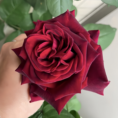 Deep Secret Rose Plant|绝密