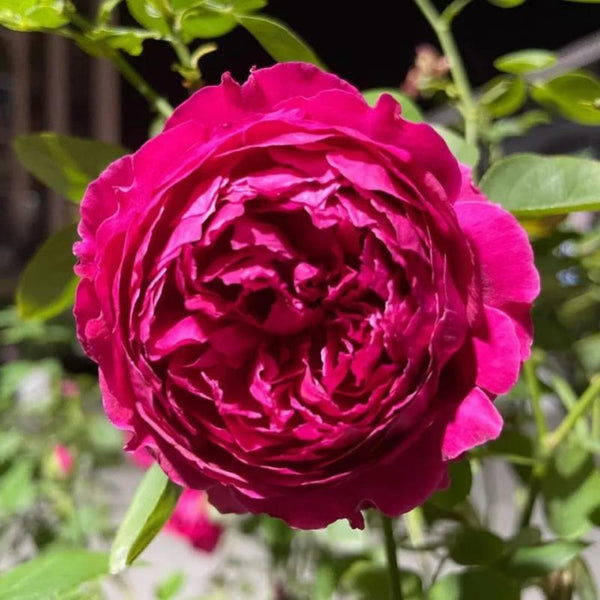 Stunning Beauty Rose: Fragrant and Resilient – Rose_Explosion