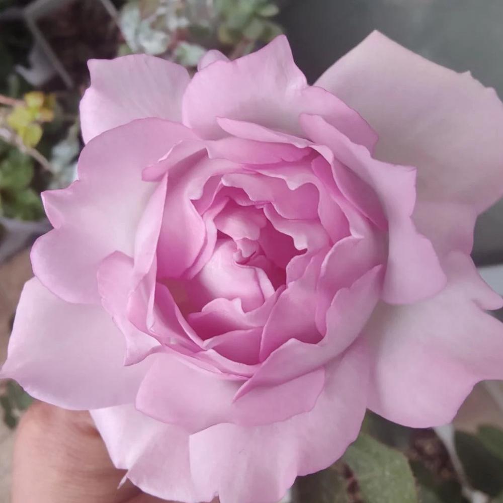 Dew Condensation Rose Plant - Lush Blooms for a Vibrant Garden – Rose ...