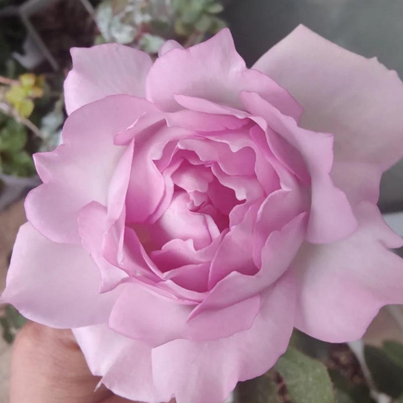 Dew Condensation Rose Plant - Lush Blooms for a Vibrant Garden