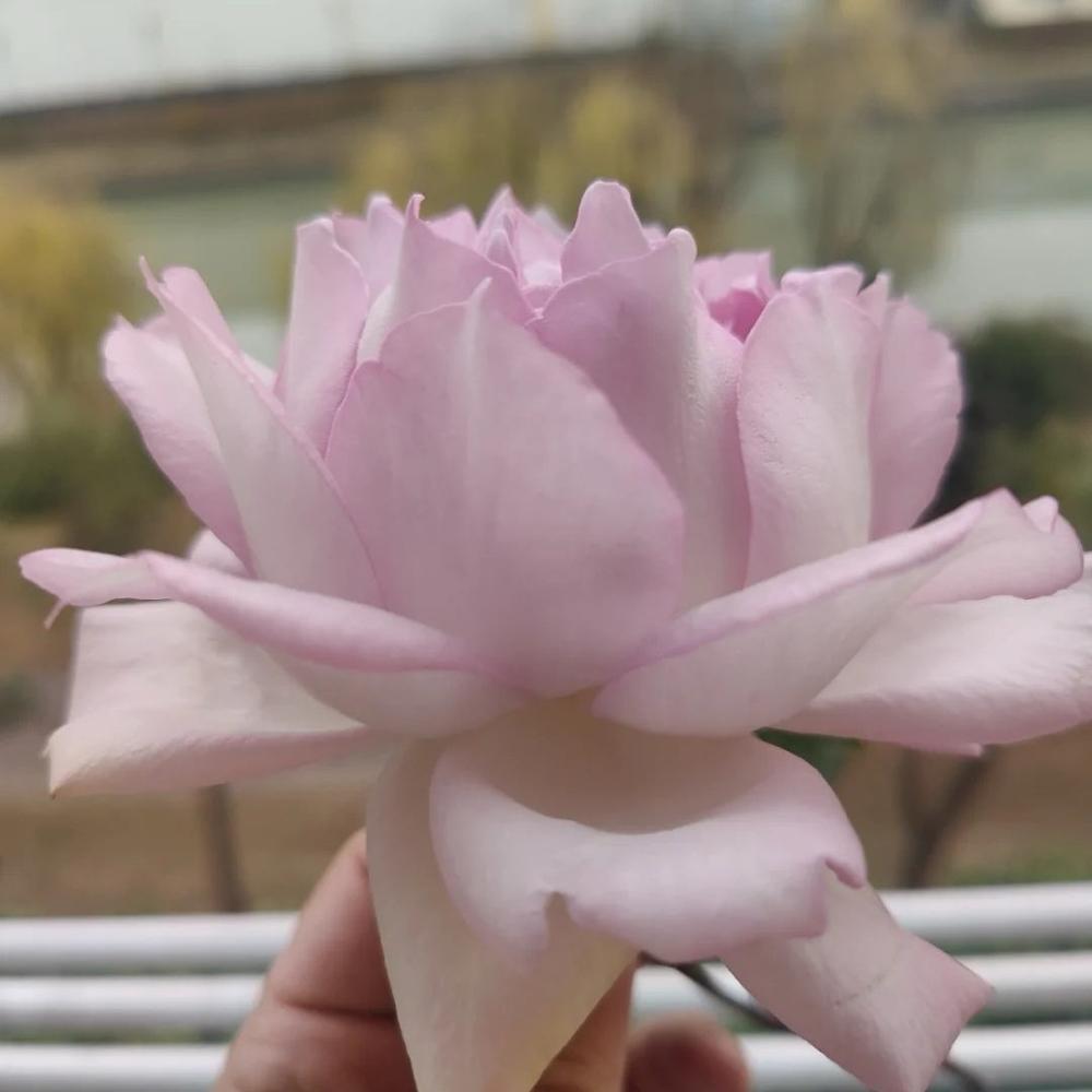 Dew Condensation Rose Plant - Lush Blooms for a Vibrant Garden – Rose ...