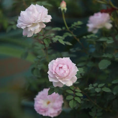 Dew Condensation Rose Plant - Lush Blooms for a Vibrant Garden