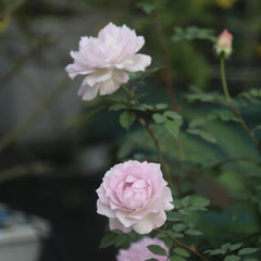 Dew Condensation Rose Plant - Lush Blooms for a Vibrant Garden