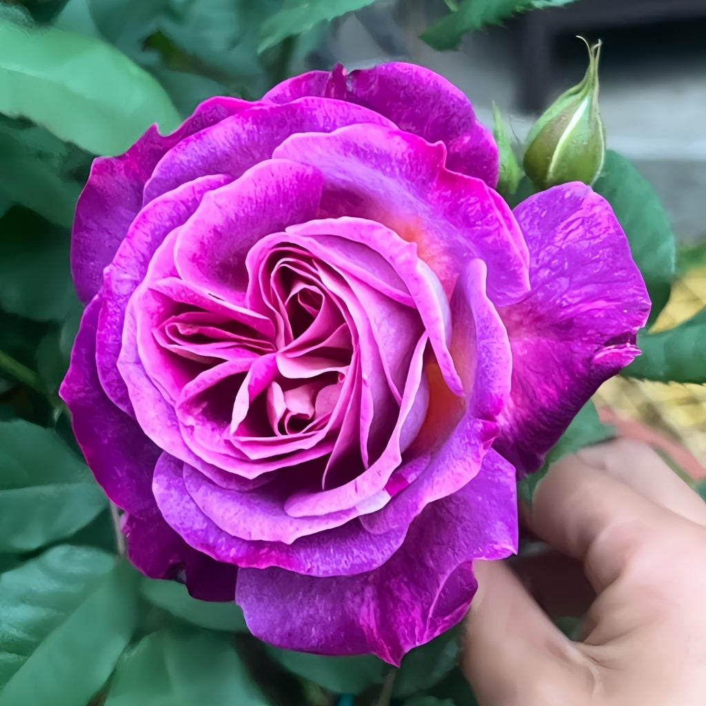 Diabolical Roses Diablesse de Mers Rose Plant|恶魔的海洋 – Rose_Explosion