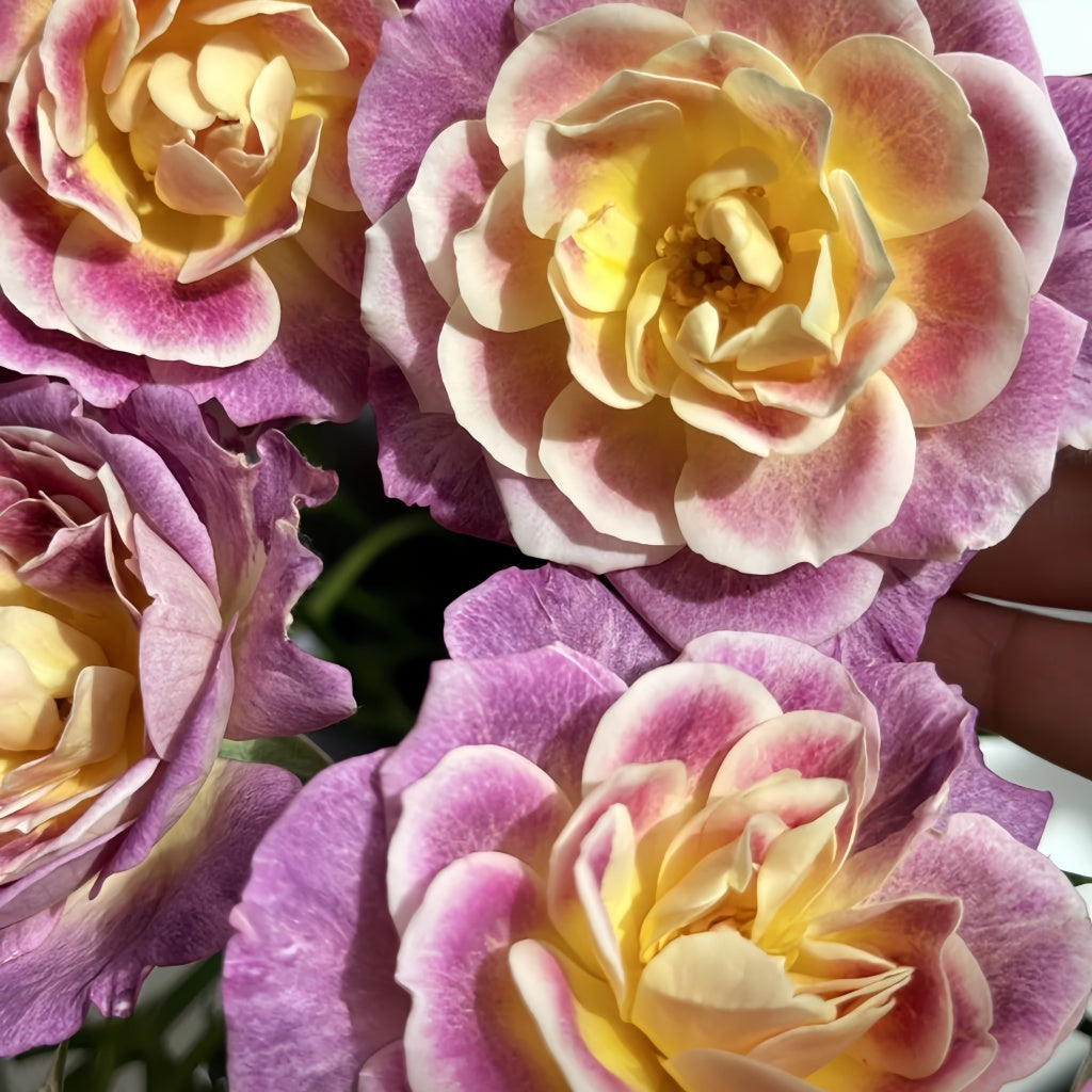 Diabolical Roses Diablesse de Mers Rose Plant|恶魔的海洋 – Rose_Explosion