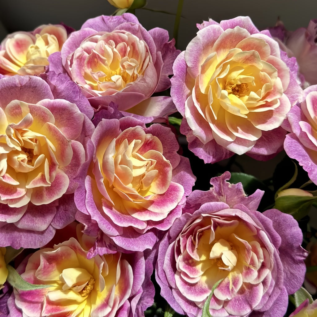 Diabolical Roses Diablesse de Mers Rose Plant|恶魔的海洋 – Rose_Explosion