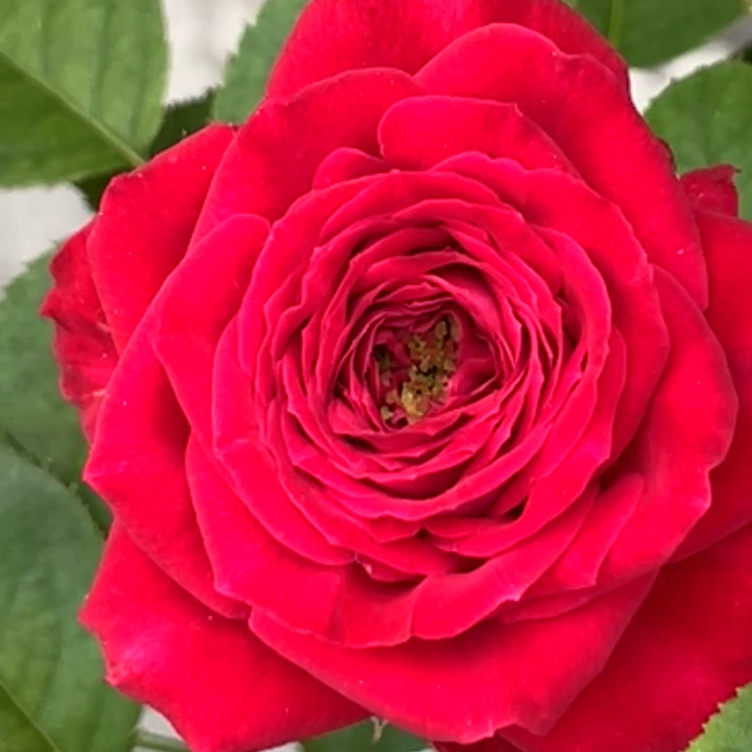 Dima Bombastic Dima Bombastic Rose Plant|浮夸迪马 – Rose_Explosion