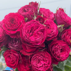 Dima Bombastic Rose