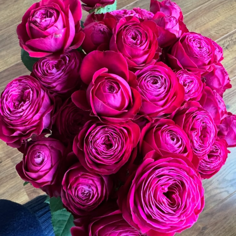 Dima Bombastic Dima Bombastic Rose Plant|浮夸迪马 – Rose_Explosion