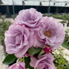 Dioressence Rose Plant|迪奥香水