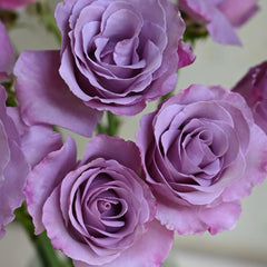 Dioressence Rose Plant|迪奥香水