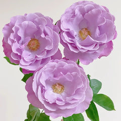 Dioressence Rose Plant|迪奥香水