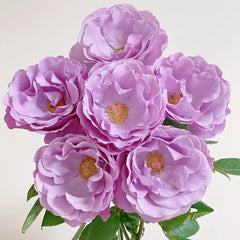 Dioressence Rose Plant|迪奥香水