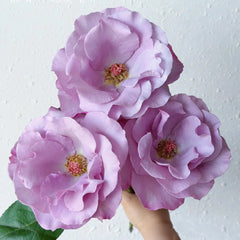 Dioressence Rose Plant|迪奥香水
