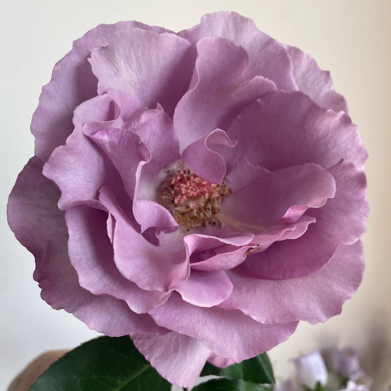 Dioressence Rose Plant|迪奥香水