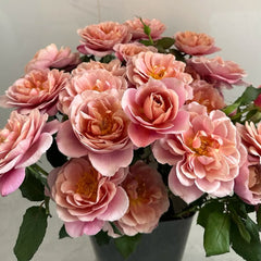 Distant Drums Rose