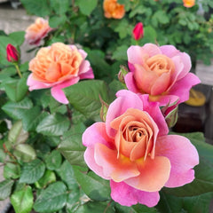 Distant Drums Rose
