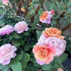 Distant Drums Rose
