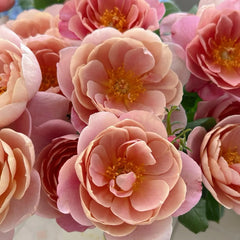 Distant Drums Rose