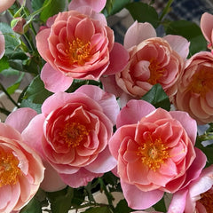 Distant Drums Rose