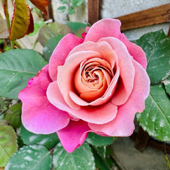 Distant Drums Rose