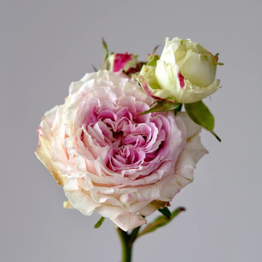 Delta Spring Rose Dolce Summerhouse Rose Plant|道斯山庄/恋恋琴声 – Rose_Explosion