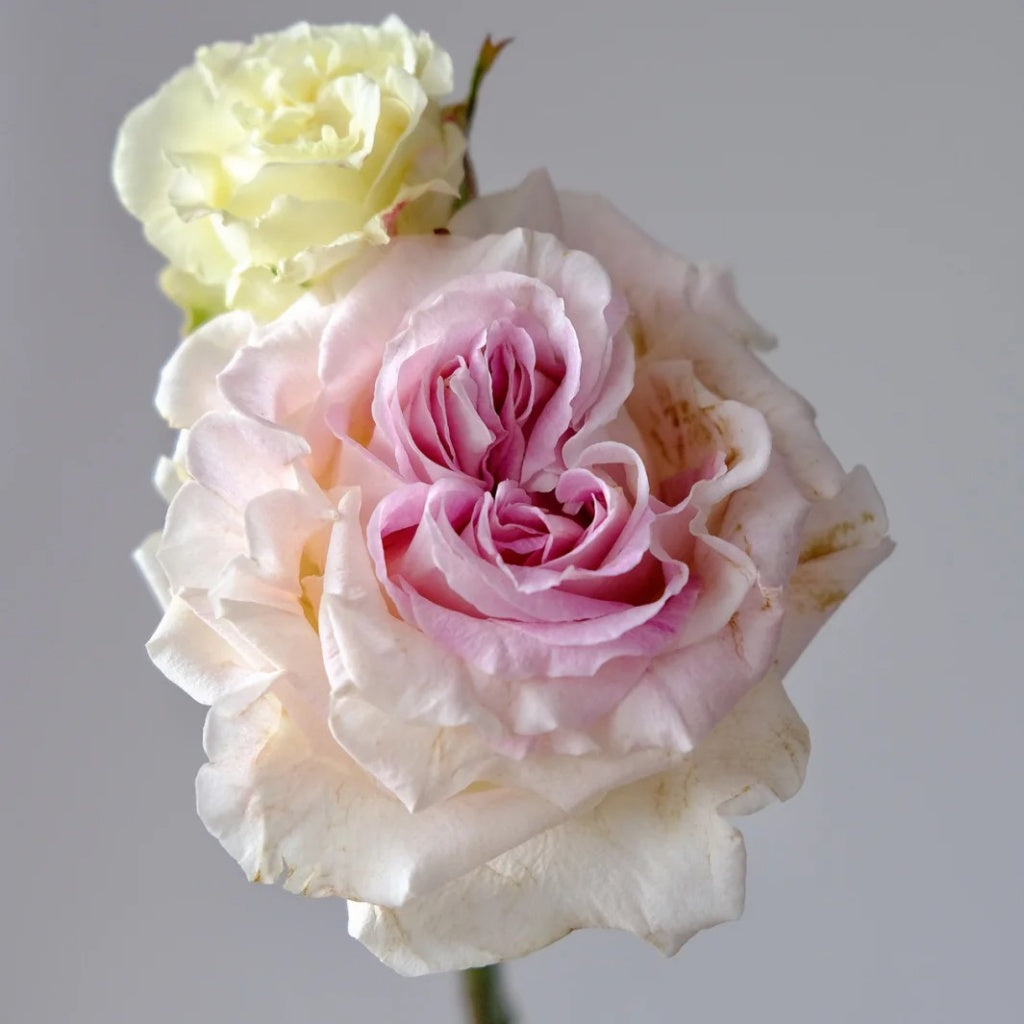 Delta Spring Rose Dolce Summerhouse Rose Plant|道斯山庄/恋恋琴声 – Rose_Explosion