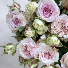 Dolce Summerhouse Rose Plant