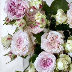 Dolce Summerhouse Rose Plant