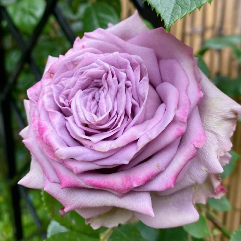 Dolcetto Rose Plant - Beautiful Blooms for Your Enchanting Garden