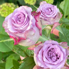 Dolcetto Rose Plant - Beautiful Blooms for Your Enchanting Garden