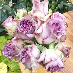 Dolcetto Rose Plant - Beautiful Blooms for Your Enchanting Garden