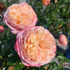 DomAlne de Chantilly Rose