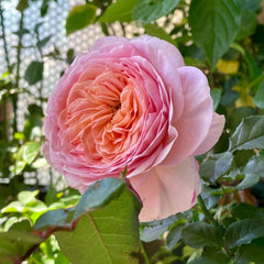 DomAlne de Chantilly Rose