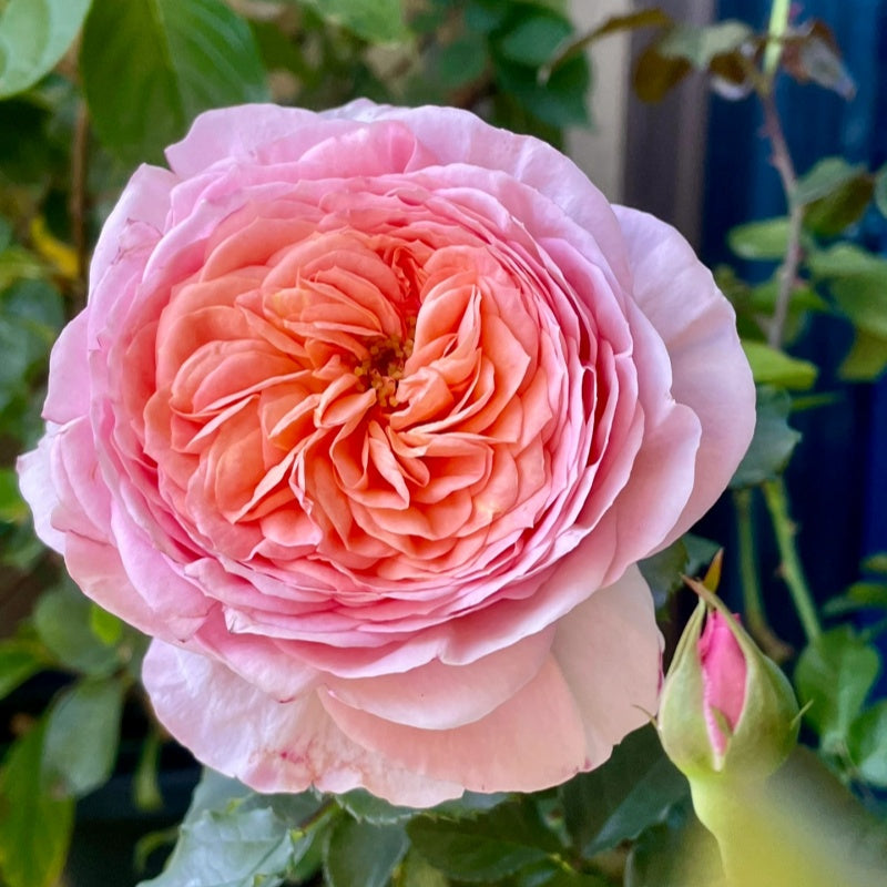 DomAlne de Chantilly Rose