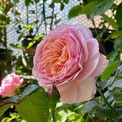 DomAlne de Chantilly Rose