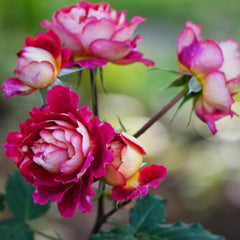 Dominique Massad Rose Plant - Exquisite Blooms for Your Garden