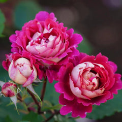 Dominique Massad Rose Plant - Exquisite Blooms for Your Garden