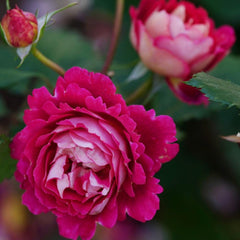 Dominique Massad Rose Plant - Exquisite Blooms for Your Garden