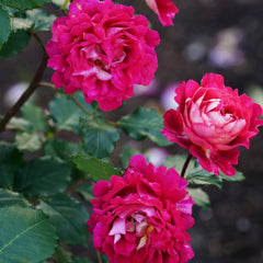 Dominique Massad Rose Plant - Exquisite Blooms for Your Garden