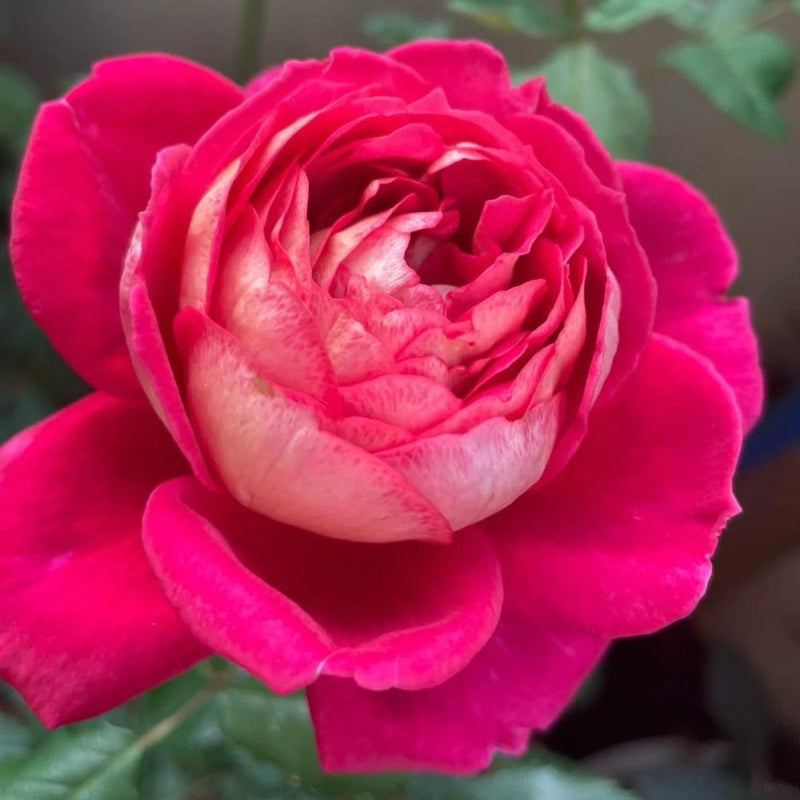 Dominique Massad Rose Plant - Exquisite Blooms for Your Garden