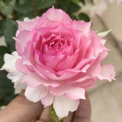 Doniazade Rose Plant - Striking Blooms for a Lush Garden