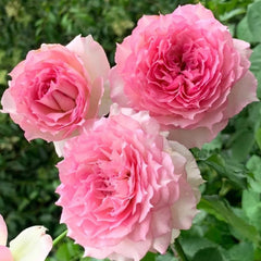 Doniazade Rose Plant - Striking Blooms for a Lush Garden